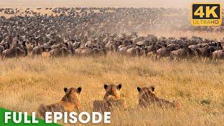 Wild Serengeti: The Ultimate Battle for Survival | Full Nature Documentary